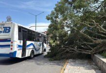 AL MENOS 2 LESIONADOS Y VARIOS ÁRBOLES CAÍDOS DEJA FF41