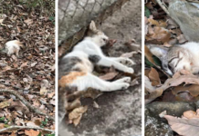 NO HAY DENUNCIA POR ENVENENAMIENTO DE MICHIS