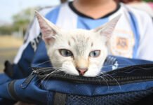 PROTEGE A TUS MICHIS Y LOMITOS!