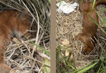 ATROPELLAN A YAGUARUNDÍ!