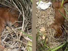 ATROPELLAN A YAGUARUNDÍ!