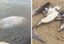 DOS MUERTOS MÁS EN LAS PLAYAS!