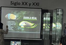 LOS NIÑOS QUIEREN SUS PE-ZOOS!