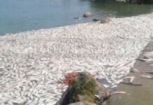 “MANEJO DE COMPUERTAS”, CAUSA DE MORTANDAD DE PECES!