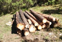 “CÁRTEL DEL HACHA” LO ESTÁ DEJANDO PELÓN!