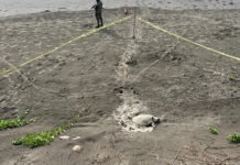 RESGUARDAN SUS HUEVITOS!