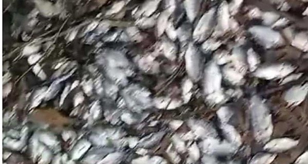 peces