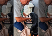 RESCATAN A PERRITO HERIDO