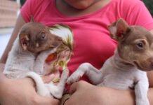 ¡CUIDA A LOMITOS Y MICHIS!