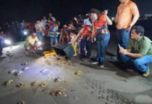 SE NOS VA EL CANGREJO AZUL!